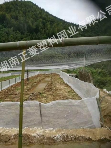 湖南岳陽泥鰍基地防鳥網(wǎng)案例